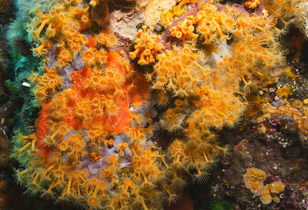 Parazoanthus-axinellae-1200